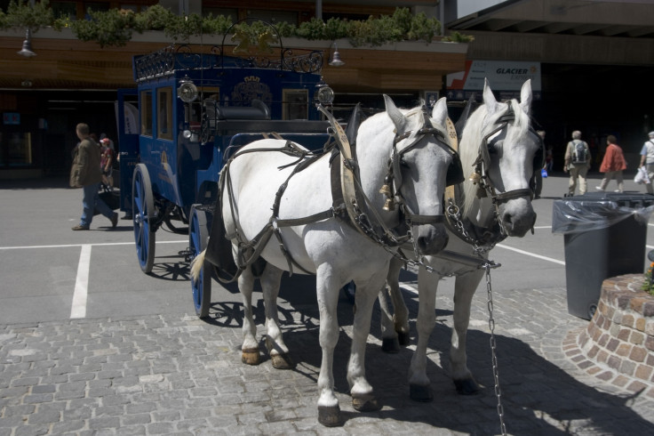 Horses Zermatt