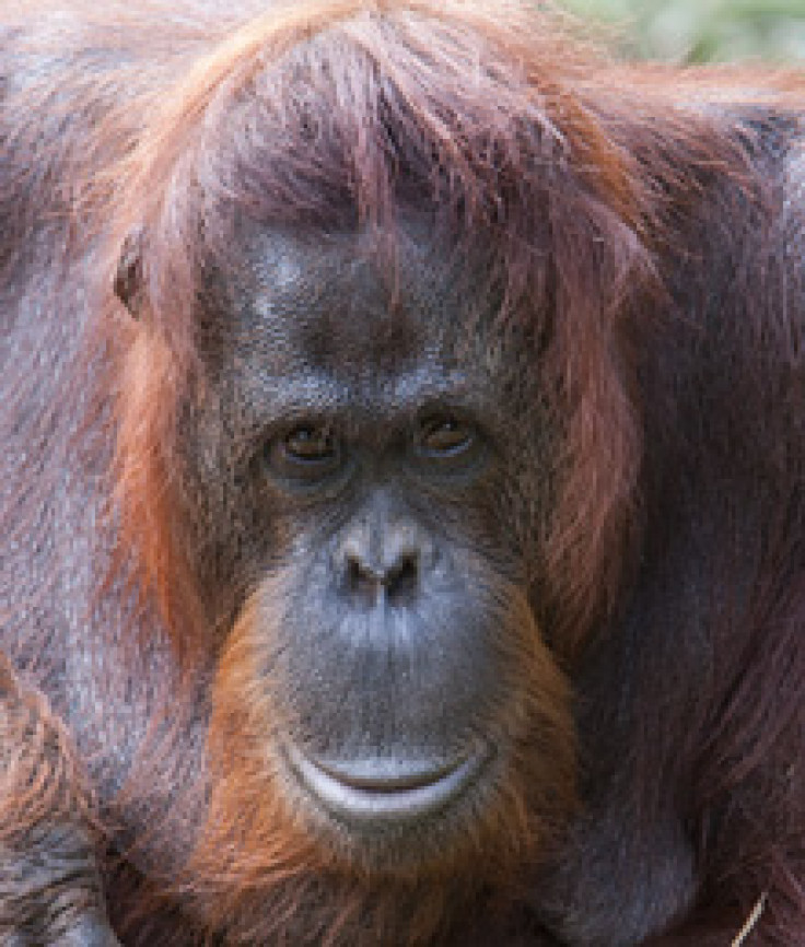Sandy the orangutan