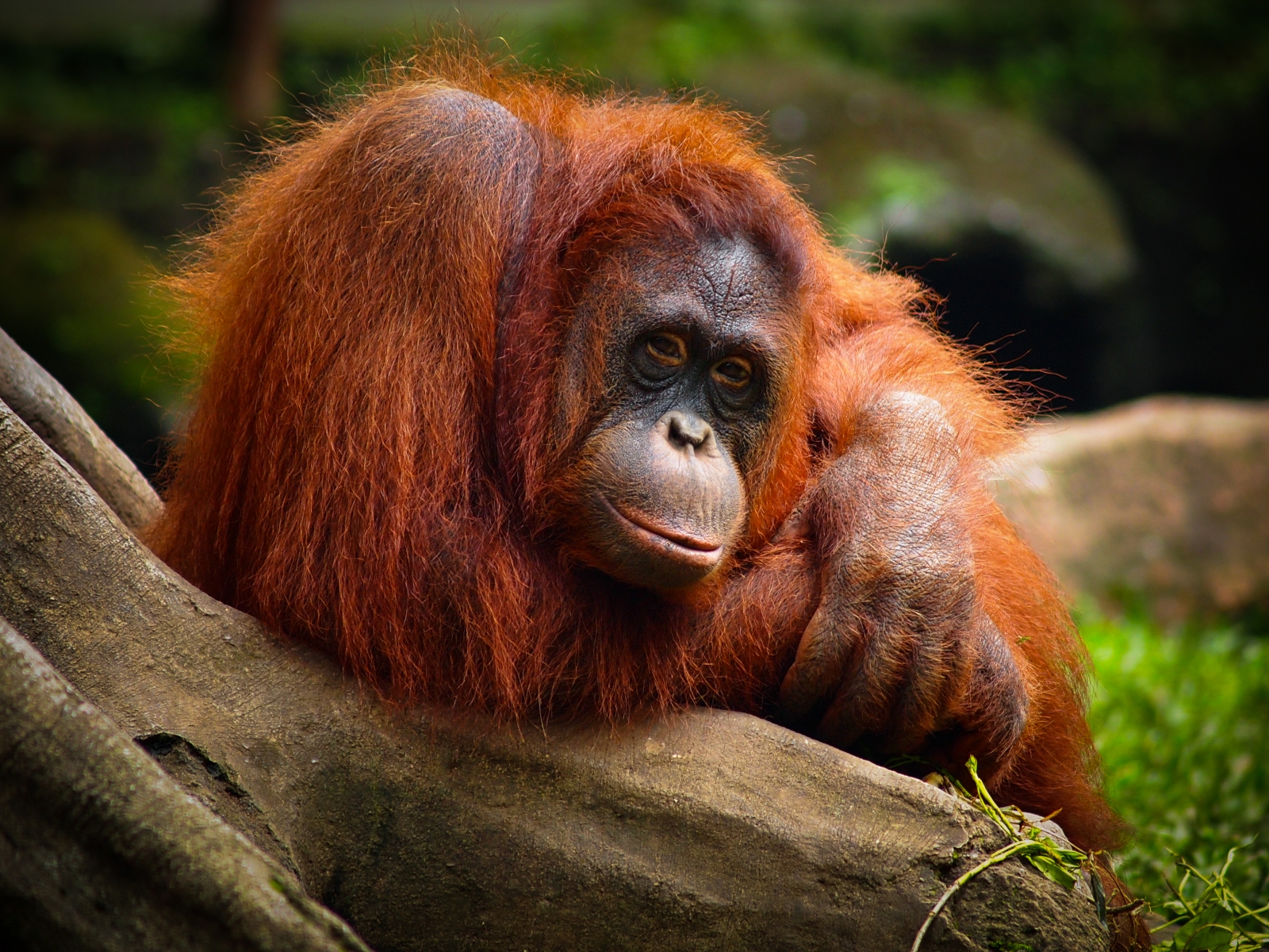 Tinder for orangutans boosts mating of endangered species