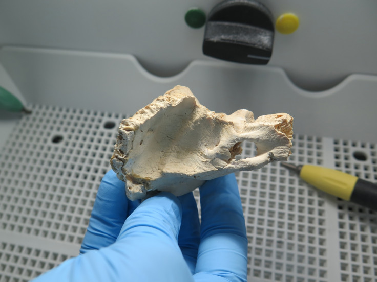 Bone fragment