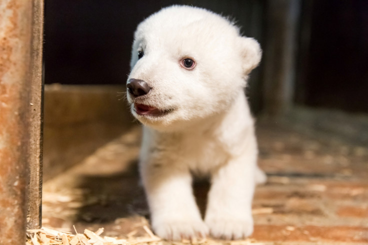 Fritz the polar bear