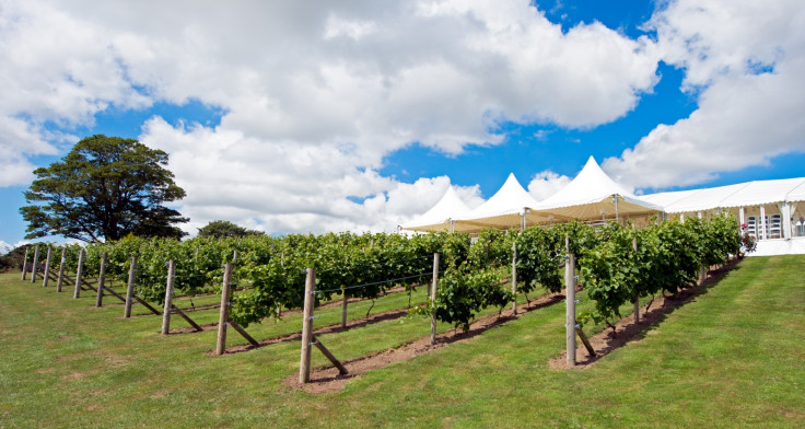 Vines at Hencote