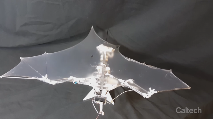 Bat Bot drone