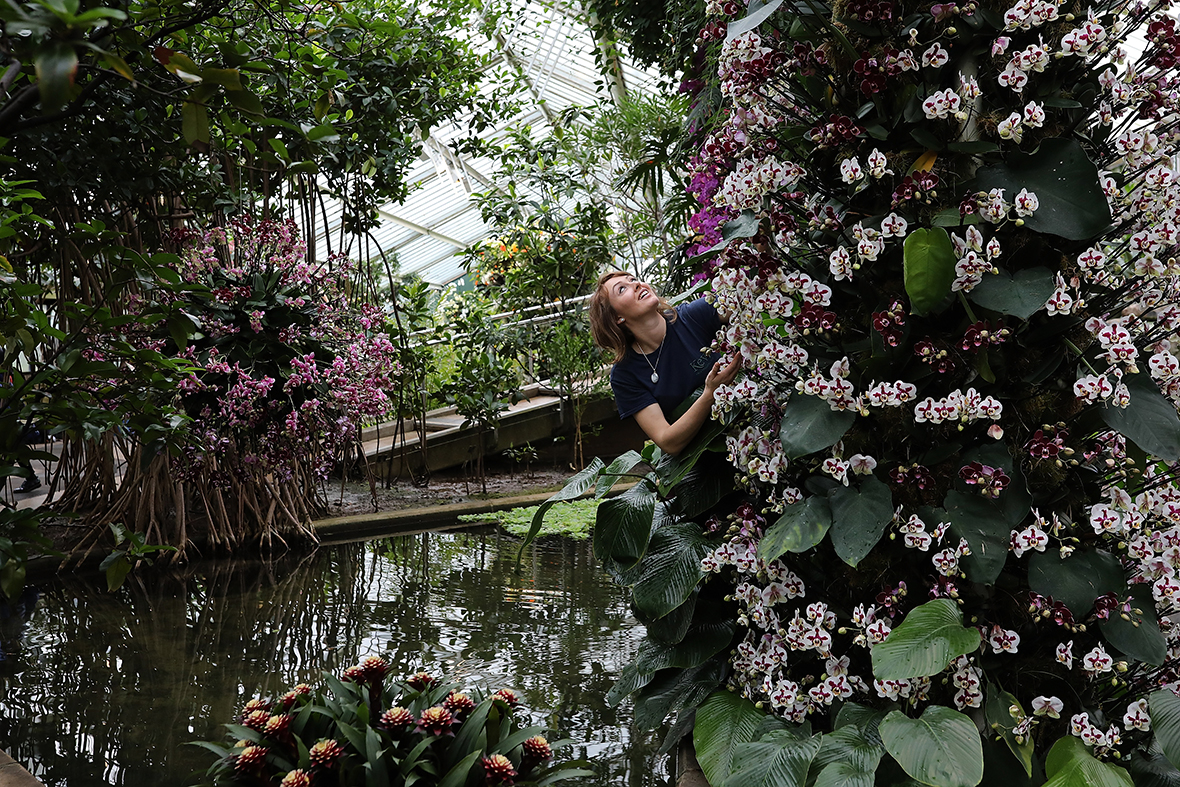 Orchids Festival