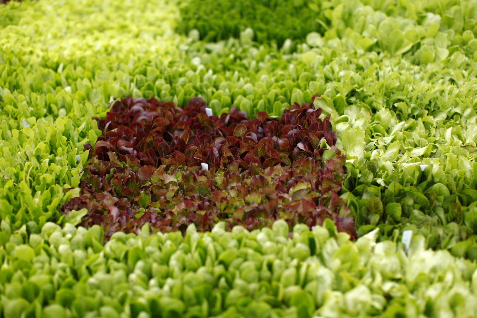 Supermarkets begin rationing as lettuce shortage hits Britain IBTimes UK