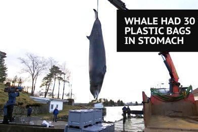 Whale has 30 plastic bags in stomach