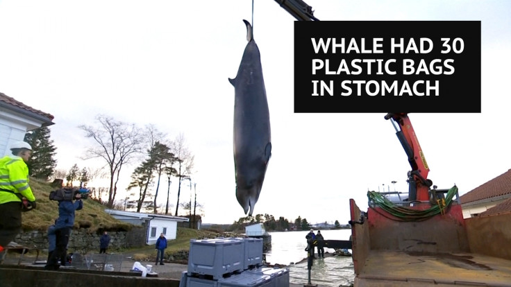 Whale has 30 plastic bags in stomach
