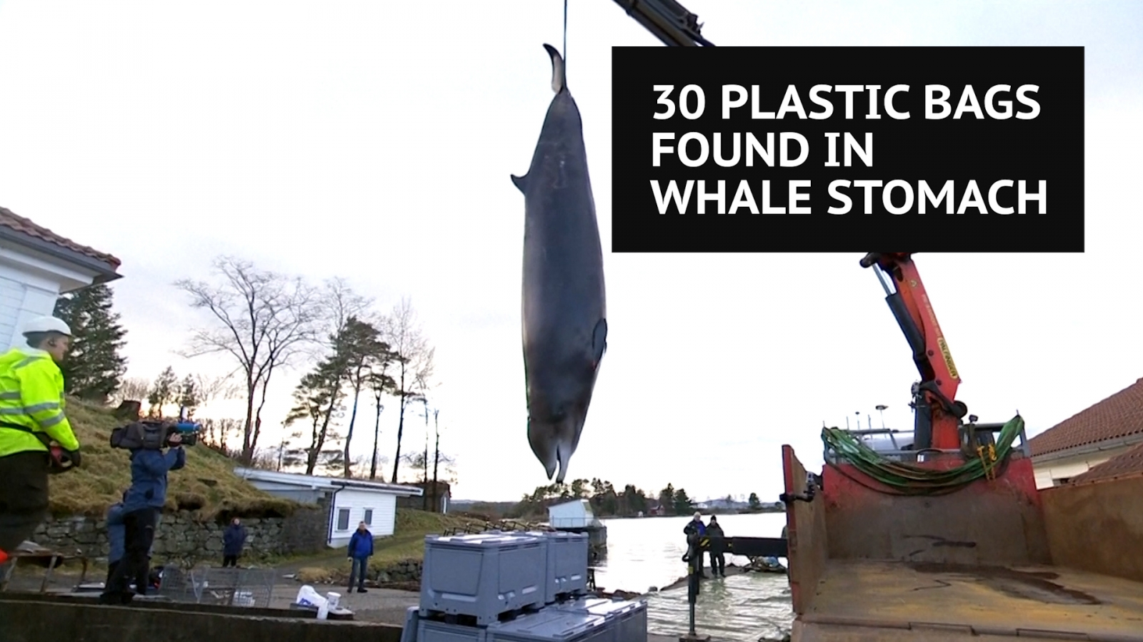 Whale with plastic in stomach