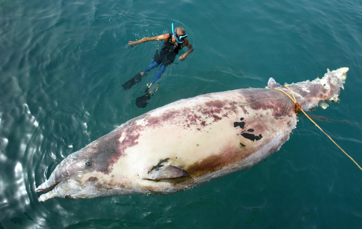 The Cuvier's beaked whale 