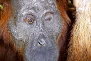 Aan the Orangutan