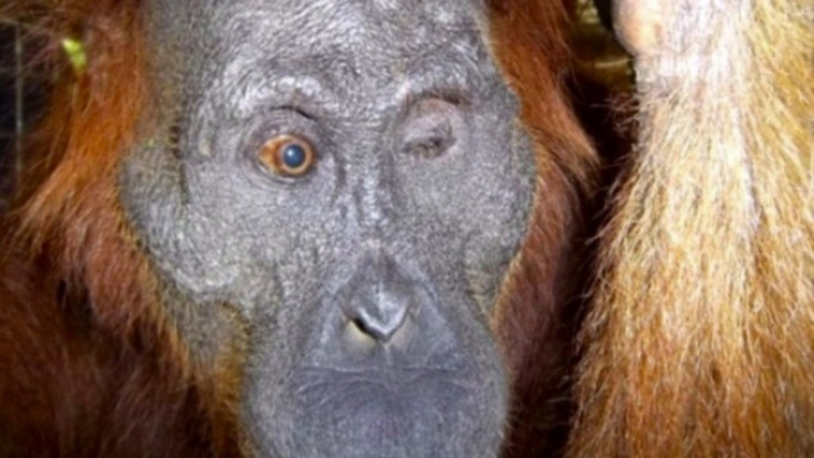 Aan the Orangutan