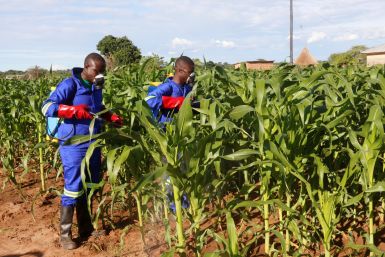 Africa Fall Armyworms invasion