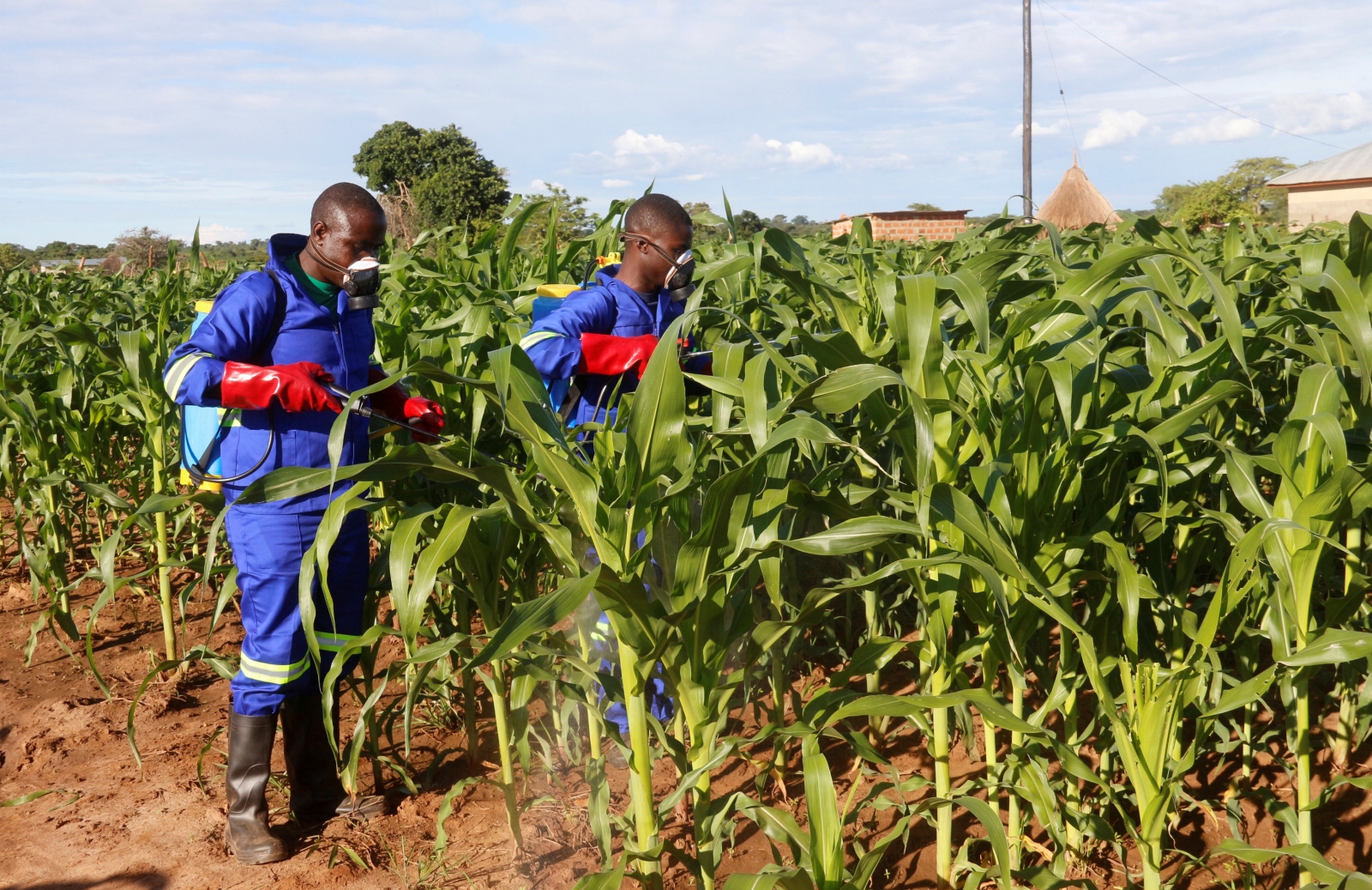 Africa Fall Armyworms invasion