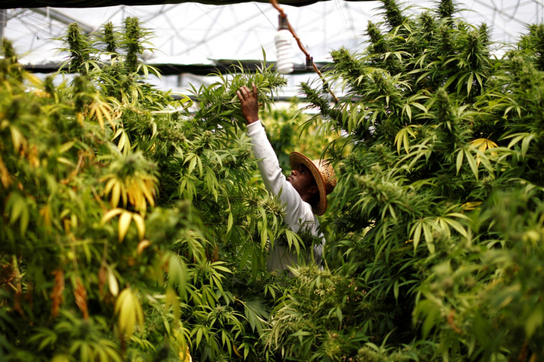  A worker harvests cannabis plants