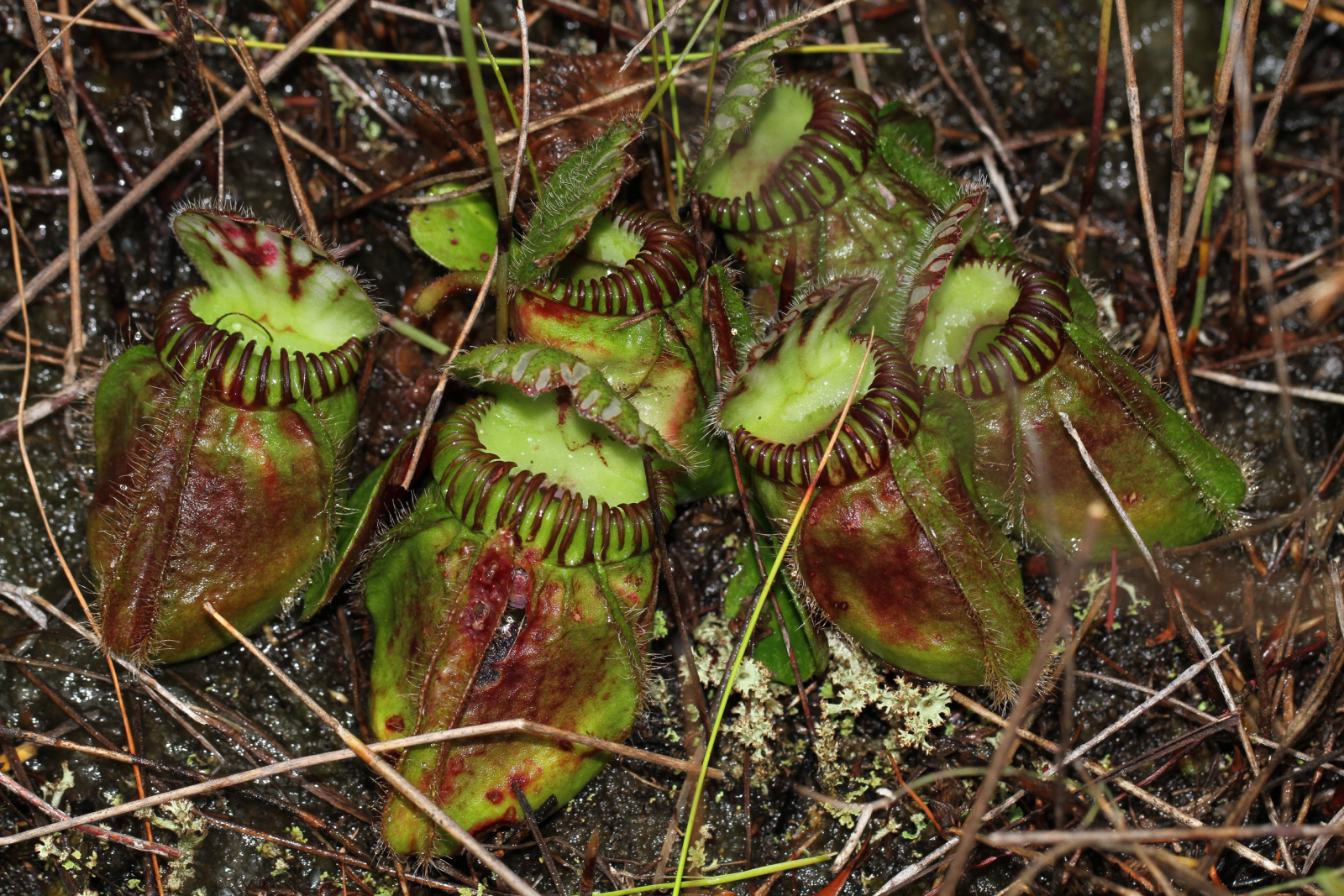 how-carnivorous-plants-have-evolved-to-become-meat-eaters