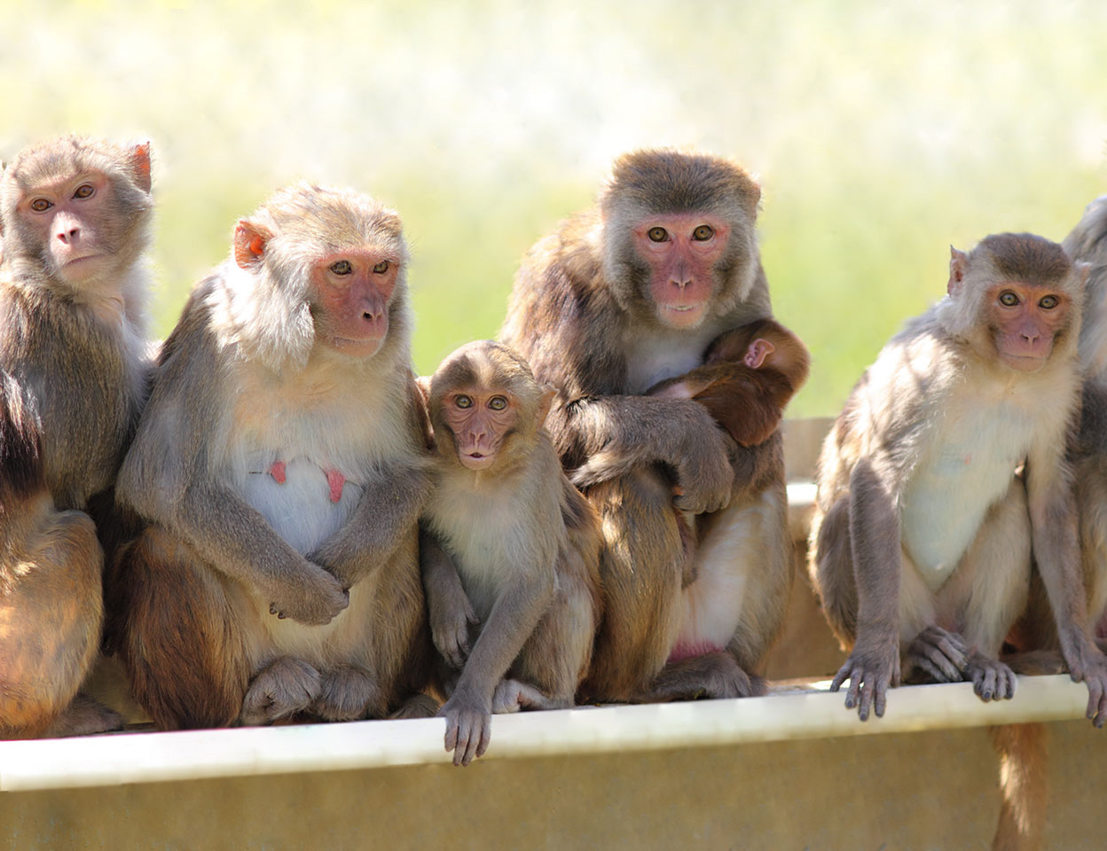 Florida plagued by herpesriddled monkeys that can kill humans