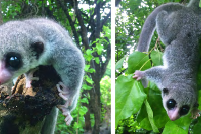 Dwarf lemur Madagascar