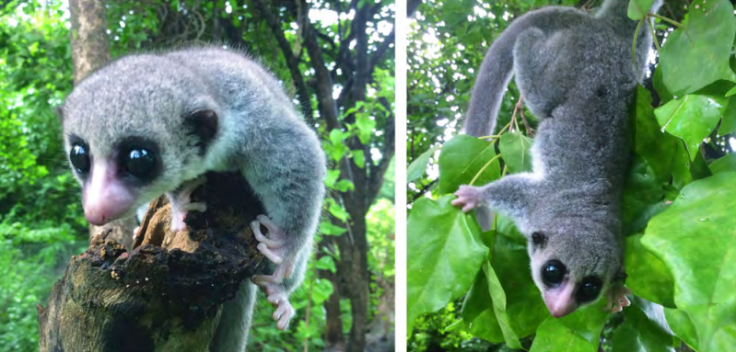 Dwarf lemur Madagascar