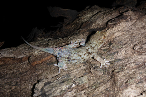 Geckolepis megalepis 