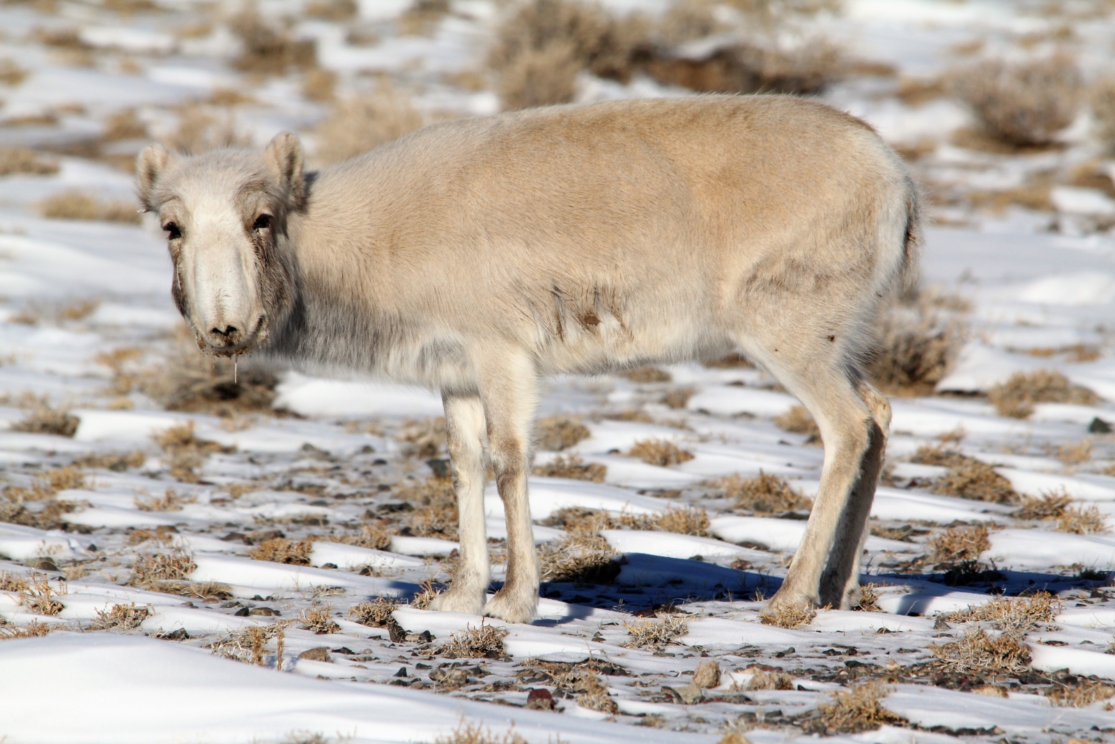 Mongolia Deadly Virus Causes Another Mass Die off Of Endangered Saiga 