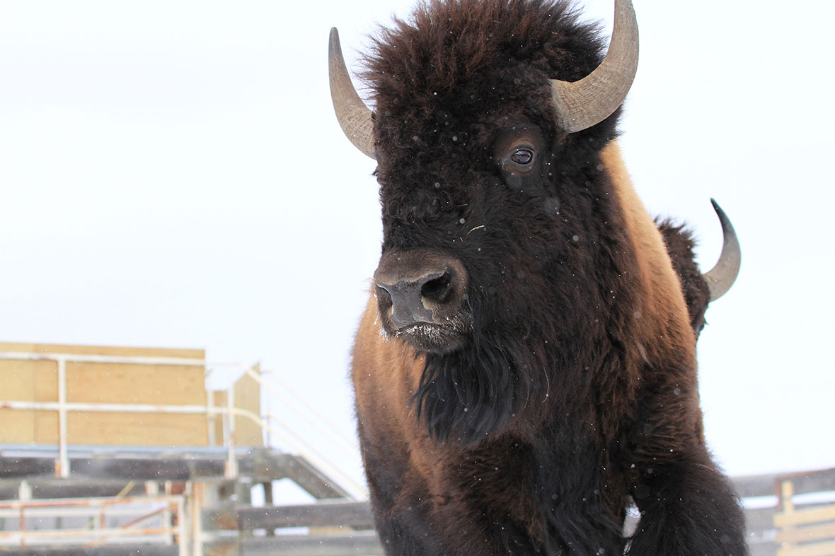 Wild bison roam in Banff, Canada's oldest national park for the first