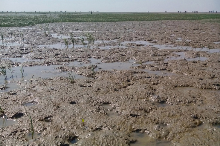 Rohingya Myanmar Bangladesh Thengar Char