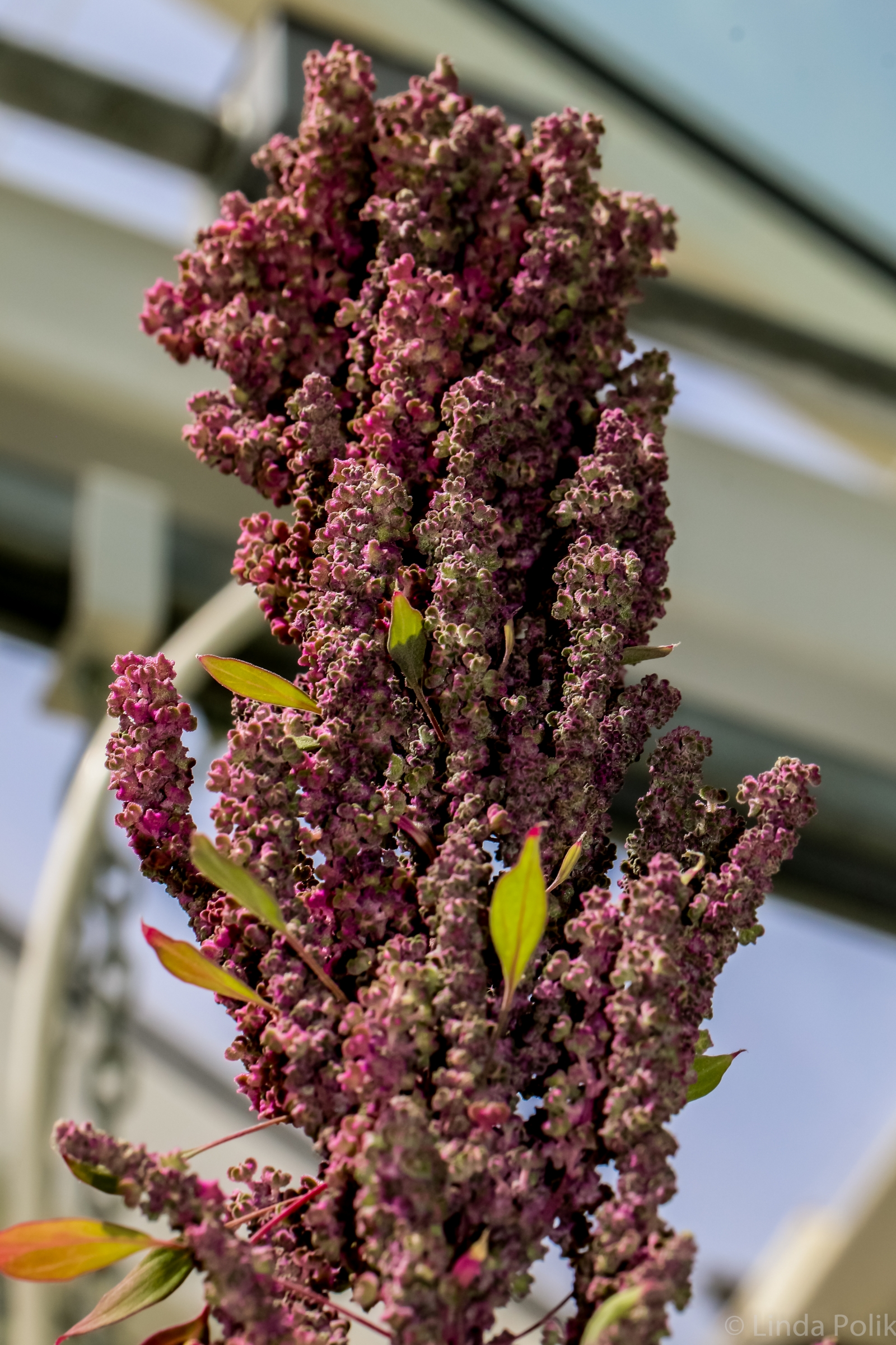 Superfood quinoa to provide global food security for our growing