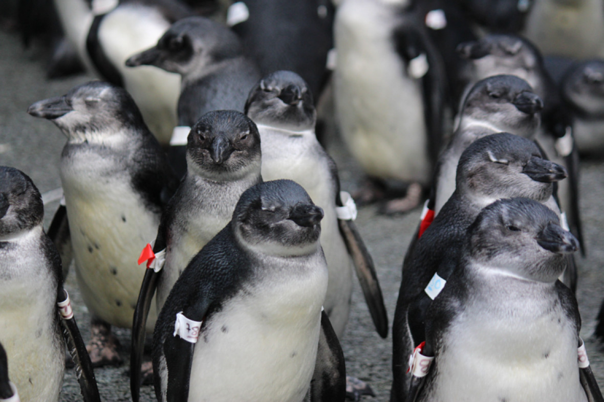 African penguin African penguin