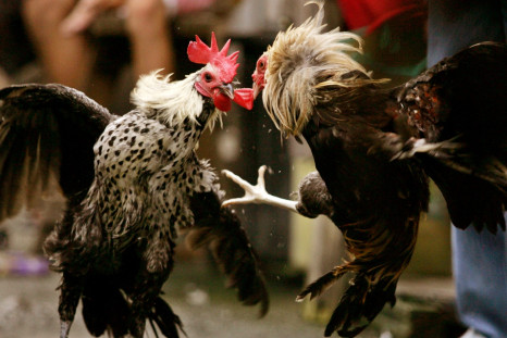 Cock fighting Philippines