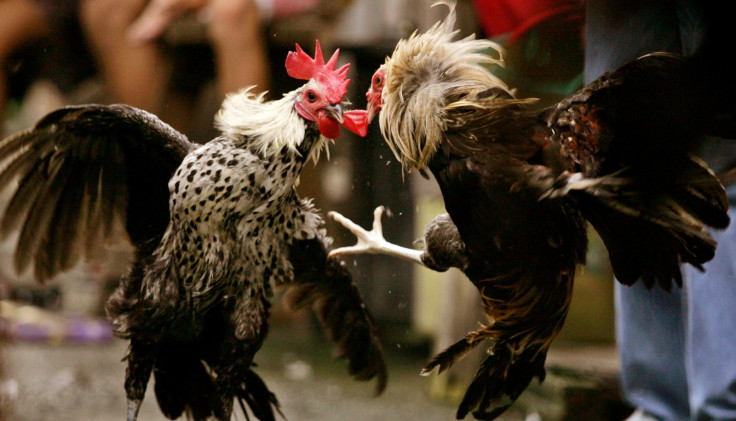 Cock fighting Philippines