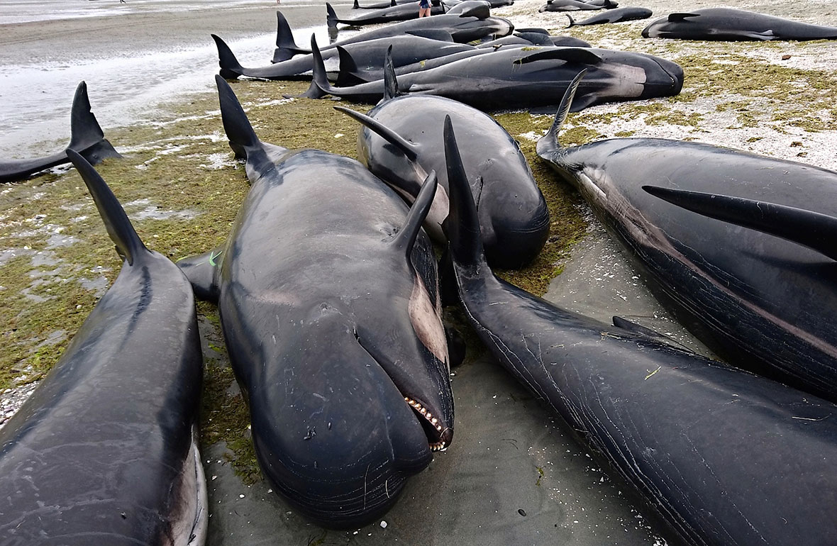 New Zealand: 400 whales wash up dead in 3rd largest mass beaching in