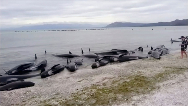 Pilot whales