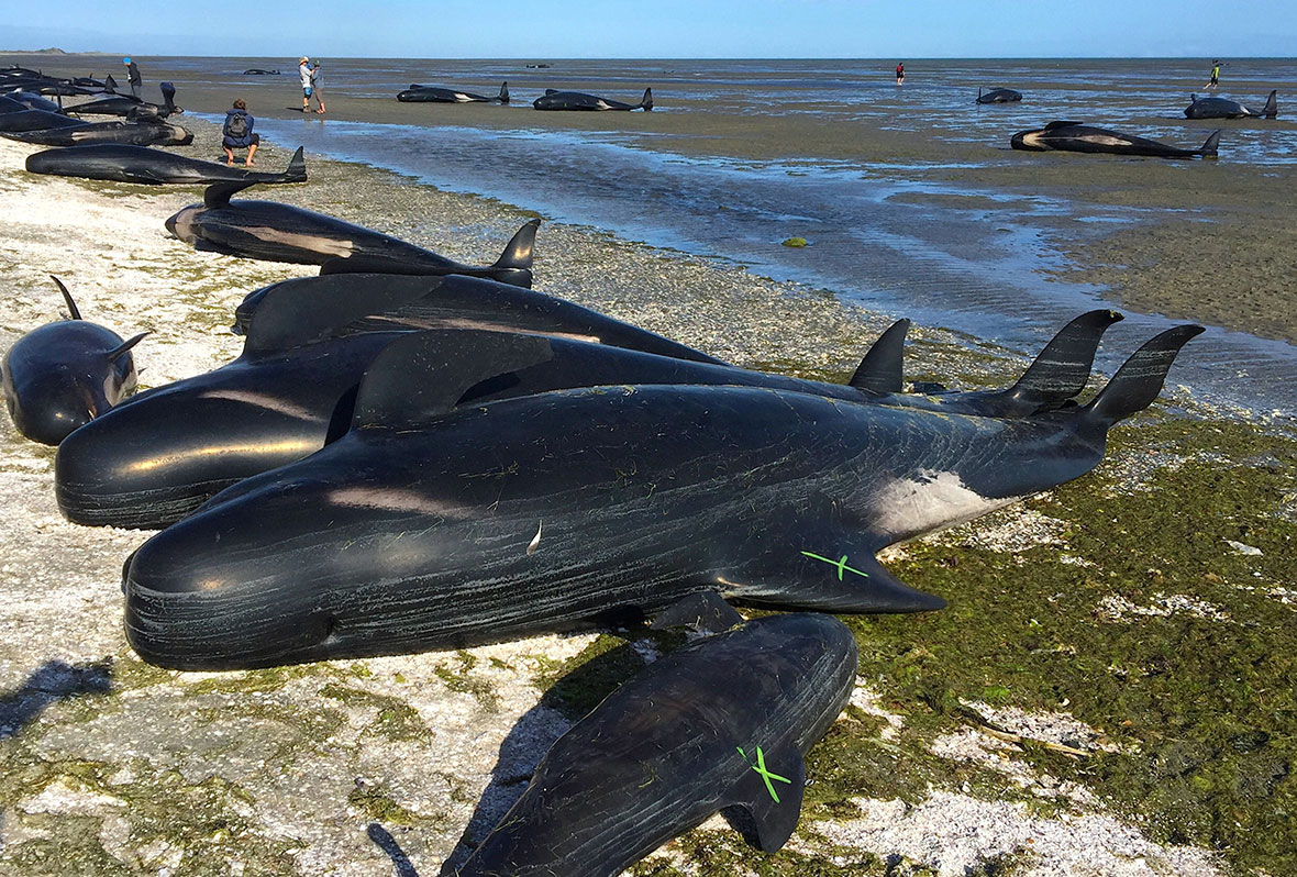 Pilot whales