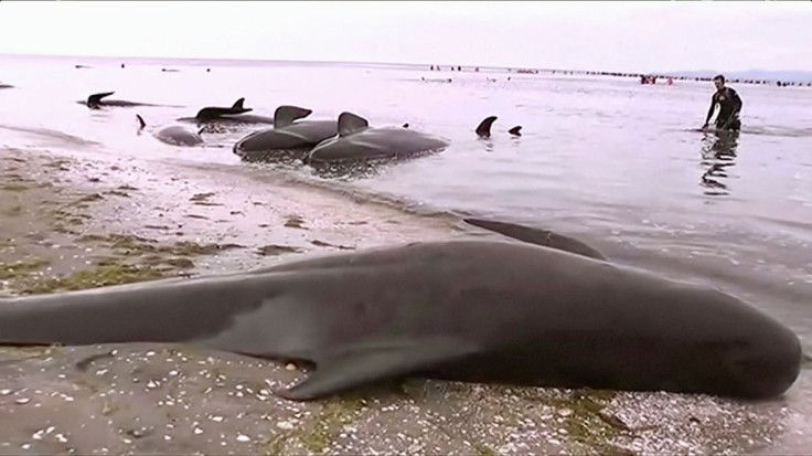 Pilot whales