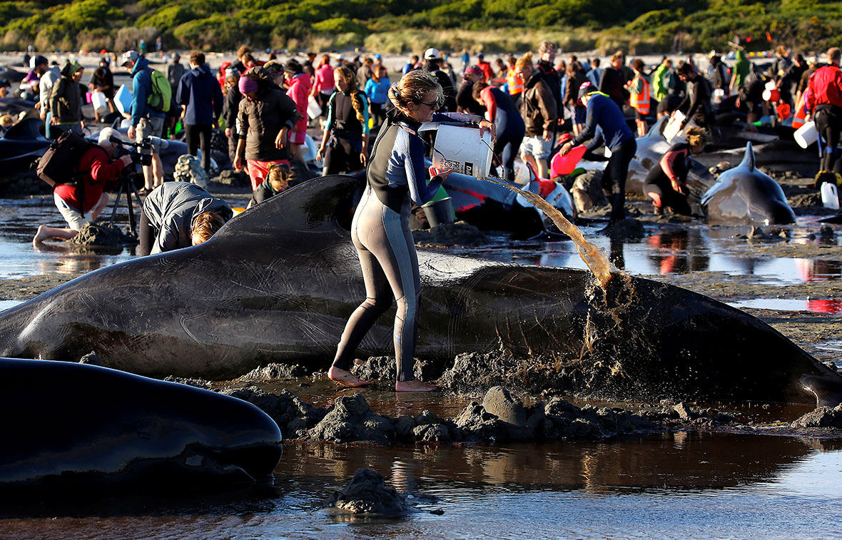 Pilot whales