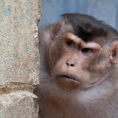 Pigtail macaque
