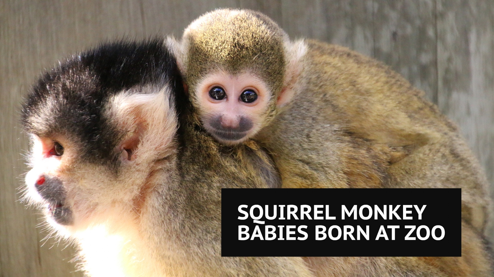 Squirrel monkey babies born at zoo