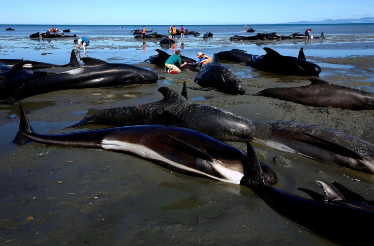 New Zealand whales