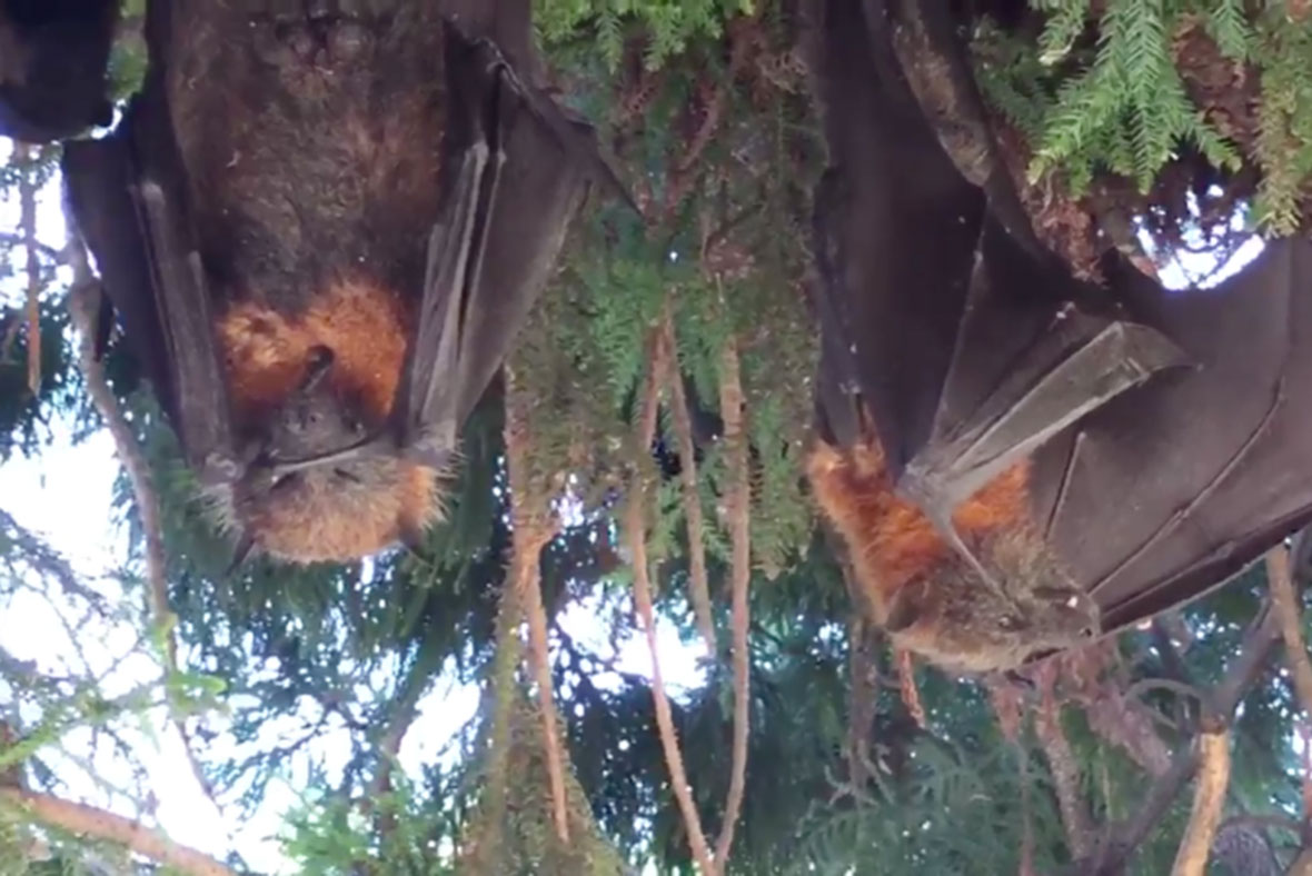 Bats heatwave