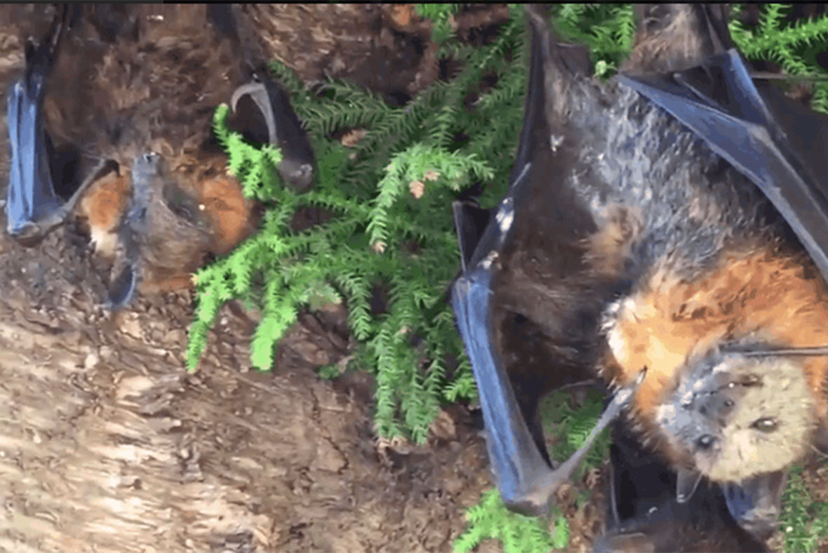 Bats heatwave
