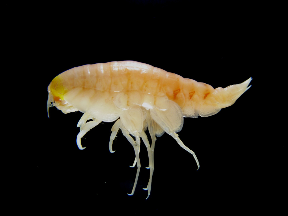 Hirondellea gigas Hirondellea gigas