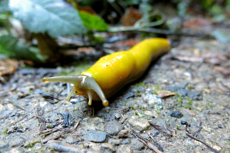 Banana slug