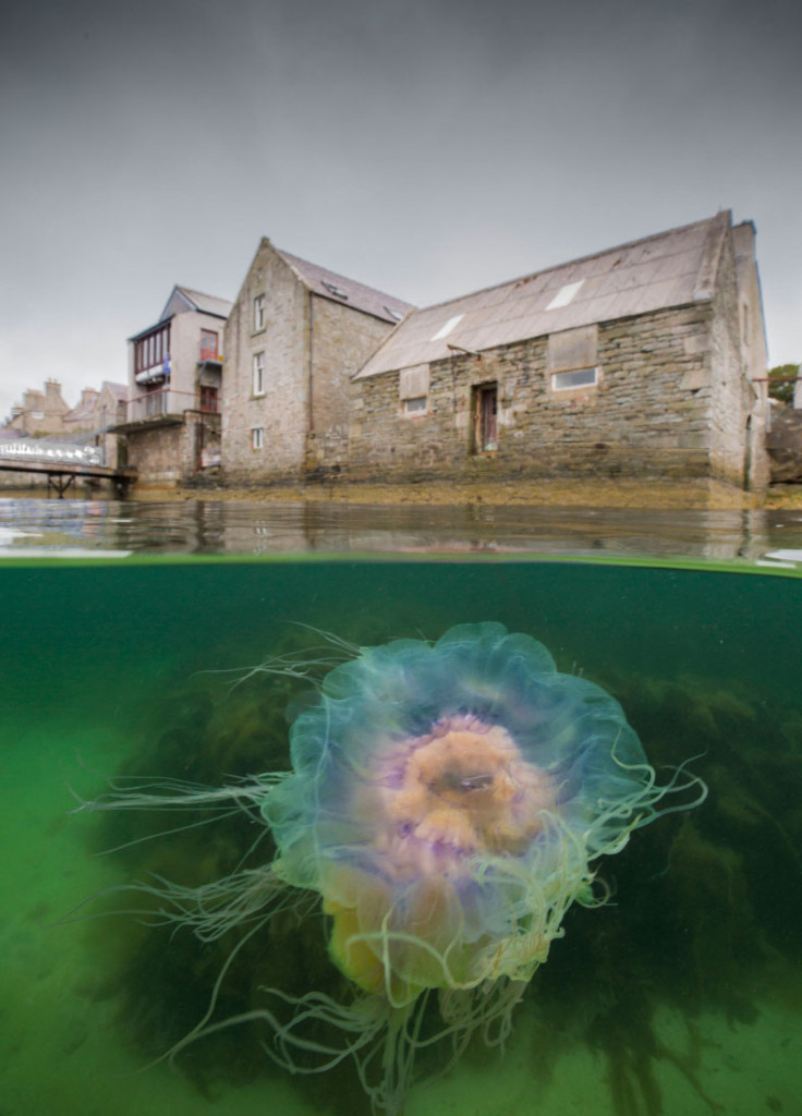 Underwater Photographer of the Year 2017