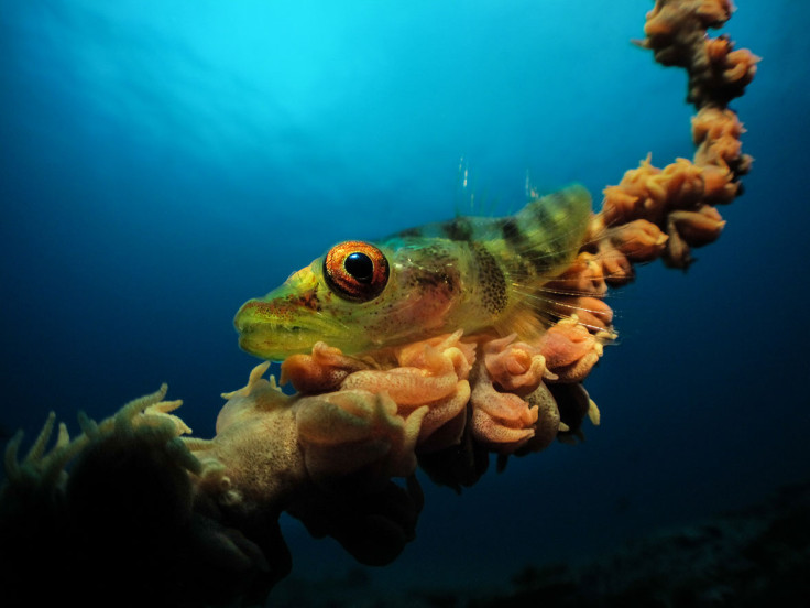 Underwater Photographer of the Year 2017