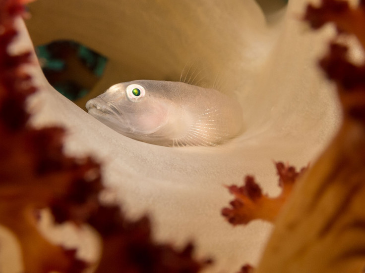 Underwater Photographer of the Year 2017