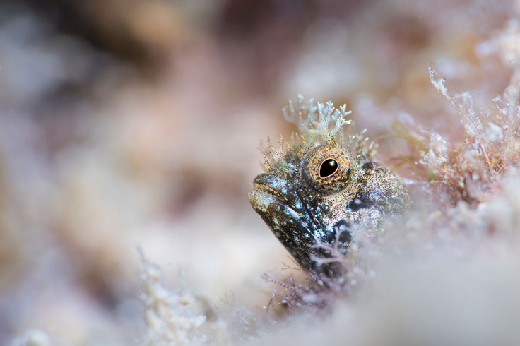 Underwater Photographer of the Year 2017