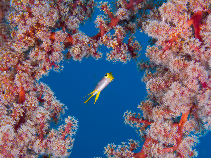 Underwater Photographer of the Year 2017