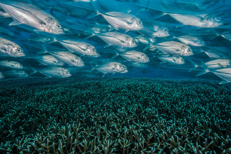 Underwater Photographer of the Year 2017