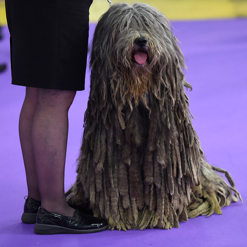 Westminster Kennel Club dog show 2017
