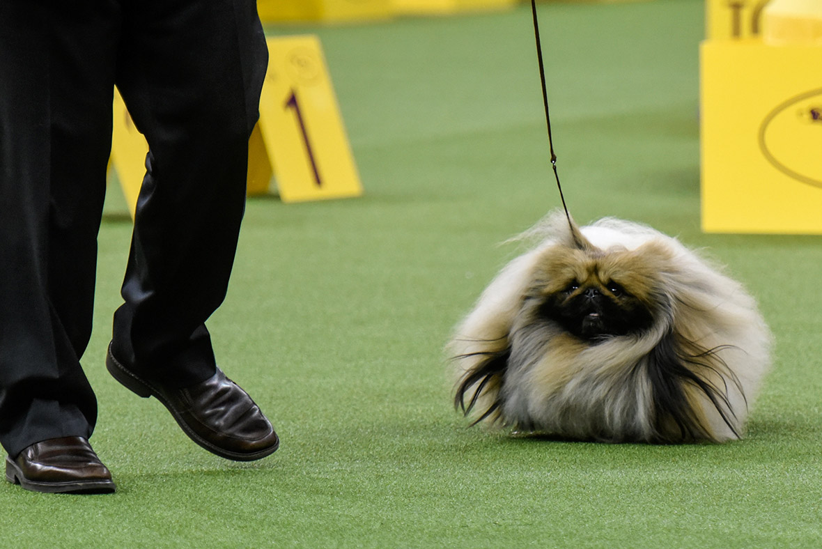 Best in Show? Westminster Kennel Club dog show 2017